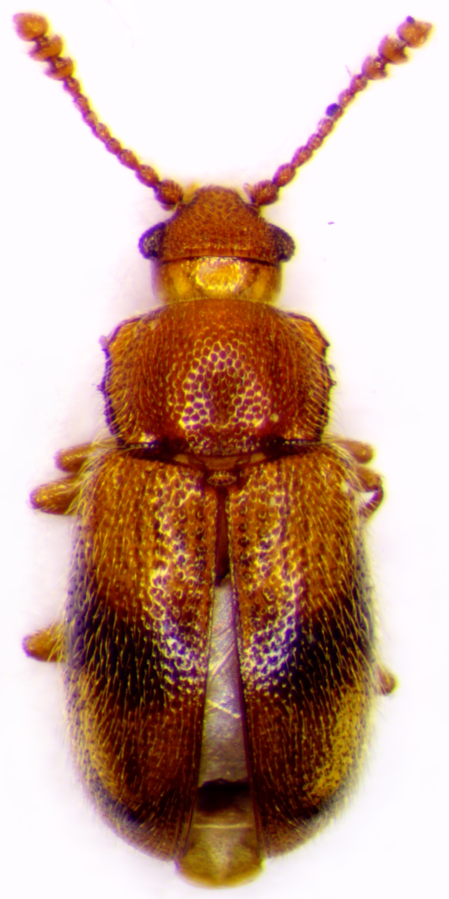 cryptophagidae-cryptophagidae-silken-fungus-beetles